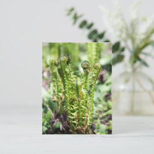 Carte Postale Jeune fougère qui s'éveille dans le jardin