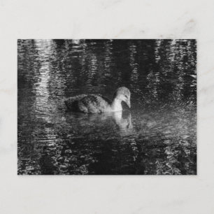 Carte Postale Jeune Foulque macroule (Noir et Blanc)