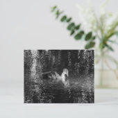 Carte Postale Jeune Foulque macroule (Noir et Blanc) (Debout devant)