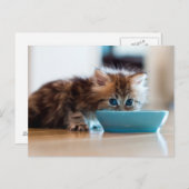 Carte Postale Jeune Kitten perse (Devant / Derrière)
