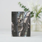 Carte Postale Jeune koala, baie de Geoffrey, île magnétique (Debout devant)