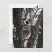 Carte Postale Jeune koala, baie de Geoffrey, île magnétique (Devant / Derrière)
