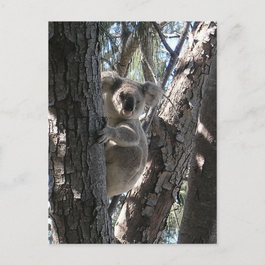 Carte Postale Jeune koala, baie de Geoffrey, île magnétique (Devant)
