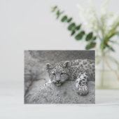 Carte Postale Jeune léopard des neiges de 4 mois drapé sur un ro (Debout devant)