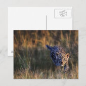 Carte Postale Jeune léopard Panthera Pardus (Devant / Derrière)