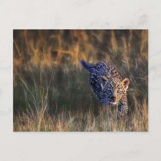 Carte Postale Jeune léopard Panthera Pardus (Devant)