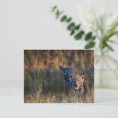 Carte Postale Jeune léopard Panthera Pardus (Debout devant)