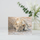 Carte Postale Jeune lion (Debout devant)
