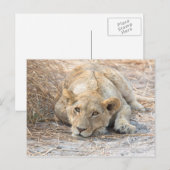 Carte Postale Jeune lion (Devant / Derrière)