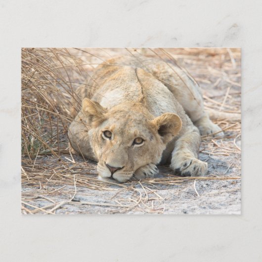 Carte Postale Jeune lion (Devant)