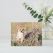 Carte Postale Jeune lion (Debout devant)