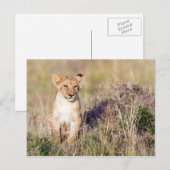 Carte Postale Jeune lion (Devant / Derrière)