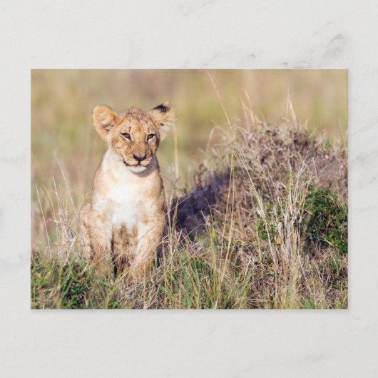 Carte Postale Jeune lion (Devant)
