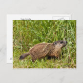 Carte Postale Jeune marmotte (Devant / Derrière)