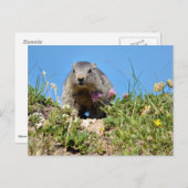 Carte Postale Jeune marmotte alpine (Devant / Derrière)