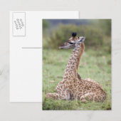 Carte Postale Jeune Masaï Giraffe (Giraffa camelopardalis (Devant / Derrière)