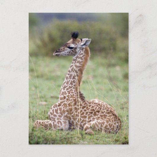 Carte Postale Jeune Masaï Giraffe (Giraffa camelopardalis (Devant)