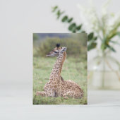 Carte Postale Jeune Masaï Giraffe (Giraffa camelopardalis (Debout devant)