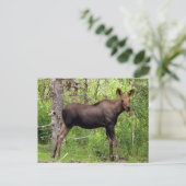 Carte Postale Jeune Moose (Debout devant)