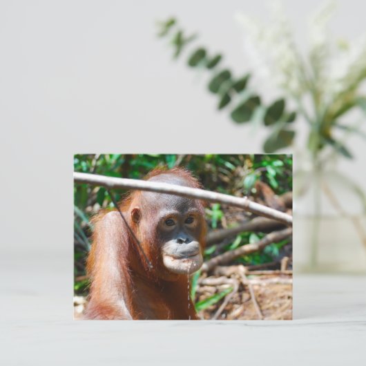 Carte Postale Jeune Orangutan Boissons Eau sur l'île de Bornéo (Debout devant)