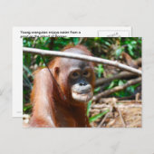 Carte Postale Jeune Orangutan Boissons Eau sur l'île de Bornéo (Devant / Derrière)
