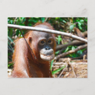 Carte Postale Jeune Orangutan Boissons Eau sur l'île de Bornéo