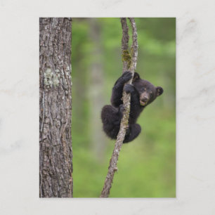 Carte Postale Jeune ours noir jouant, Tennessee