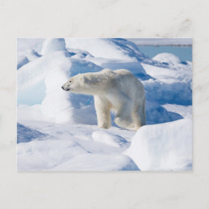 Carte Postale Jeune ours polaire mâle