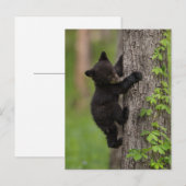 Carte Postale Jeune ourse noire grimpant à un arbre (Devant / Derrière)