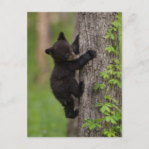 Carte Postale Jeune ourse noire grimpant à un arbre