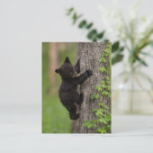 Carte Postale Jeune ourse noire grimpant à un arbre (Debout devant)