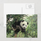 Carte Postale Jeune panda géant grimpe à un arbre, vallée de Wol (Devant / Derrière)