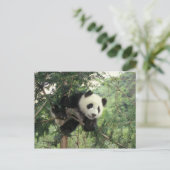 Carte Postale Jeune panda géant grimpe à un arbre, vallée de Wol (Debout devant)