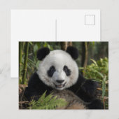 Carte Postale Jeune panda heureux, Chine (Devant / Derrière)