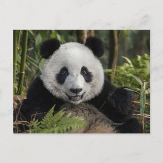 Carte Postale Jeune panda heureux, Chine (Devant)