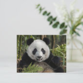 Carte Postale Jeune panda heureux, Chine (Debout devant)