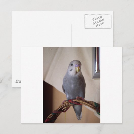 Carte Postale jeune perruque bleue (Devant / Derrière)