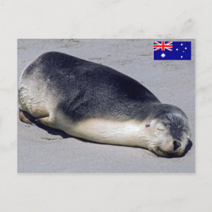 Carte Postale Jeune phoque dormant sur une plage - Australie