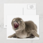 Carte Postale Jeune pingouin africain - Spheniscus demersus. (Devant / Derrière)