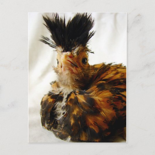 Carte Postale Jeune polonais (Devant)