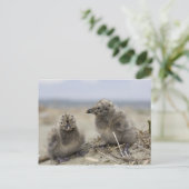 Carte Postale Jeune poulet (Debout devant)