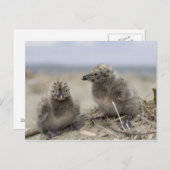 Carte Postale Jeune poulet (Devant / Derrière)