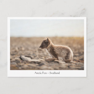 Carte Postale Jeune renard arctique à Svalbard