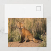 Carte Postale Jeune Renard Rouge à l'Heure Dorée (Devant / Derrière)