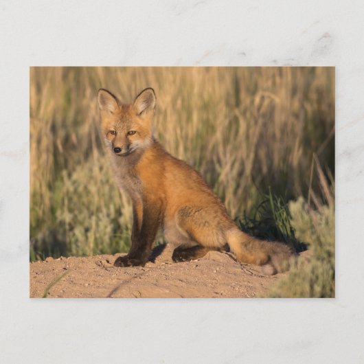 Carte Postale Jeune Renard Rouge à l'Heure Dorée (Devant)