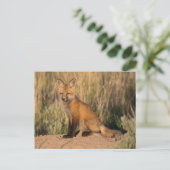 Carte Postale Jeune Renard Rouge à l'Heure Dorée (Debout devant)