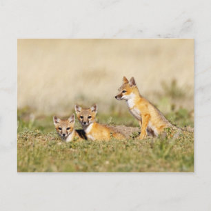 Carte Postale Jeune Renard véloce (Vulpes macrotis) au terrier,