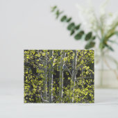 Carte Postale Jeunes arbres d'Aspen (Debout devant)
