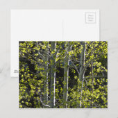 Carte Postale Jeunes arbres d'Aspen (Devant / Derrière)