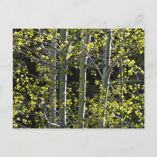 Carte Postale Jeunes arbres d'Aspen (Devant)